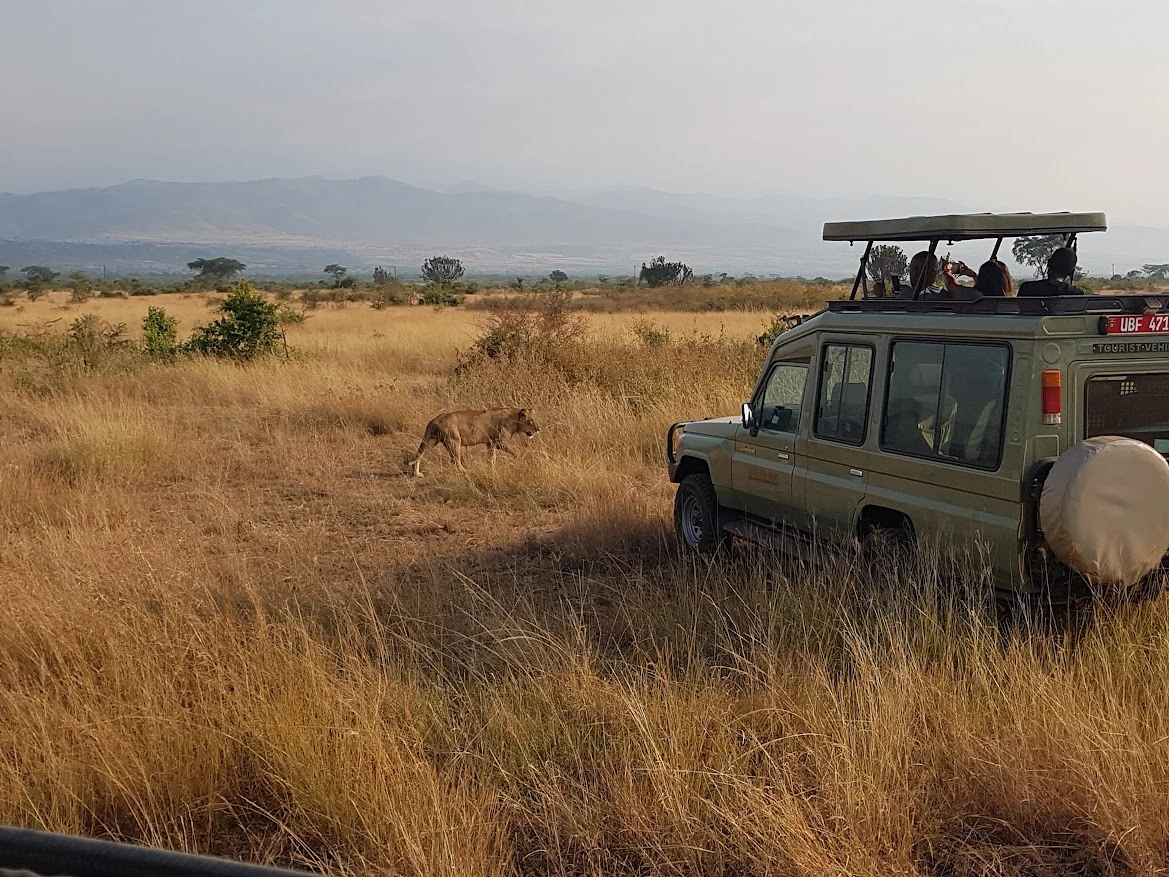 Uganda Gorilla Safari