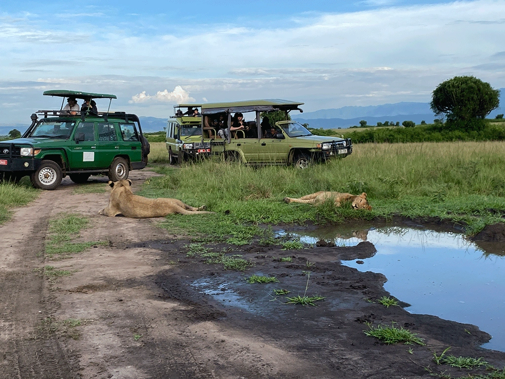Wildlife and Primate Combination