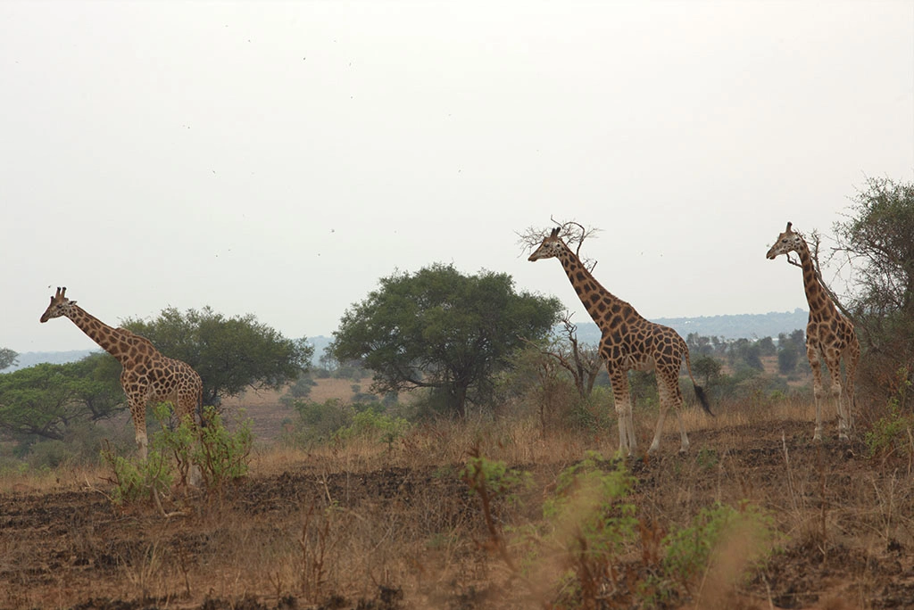 Best of Uganda Primate Tour