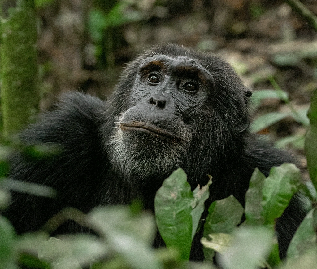 Wildlife and Primate Combination
