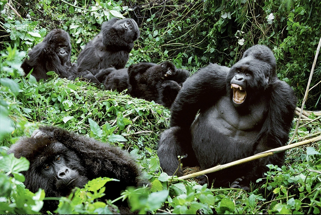 Wildlife and Primate Combination