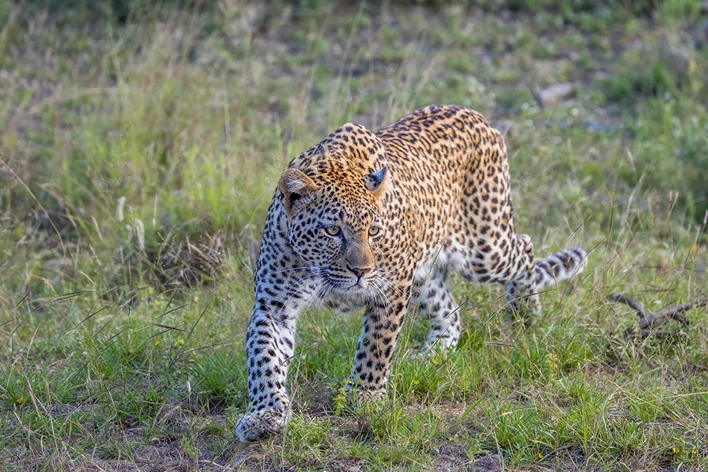 Wildlife and Primate Combination